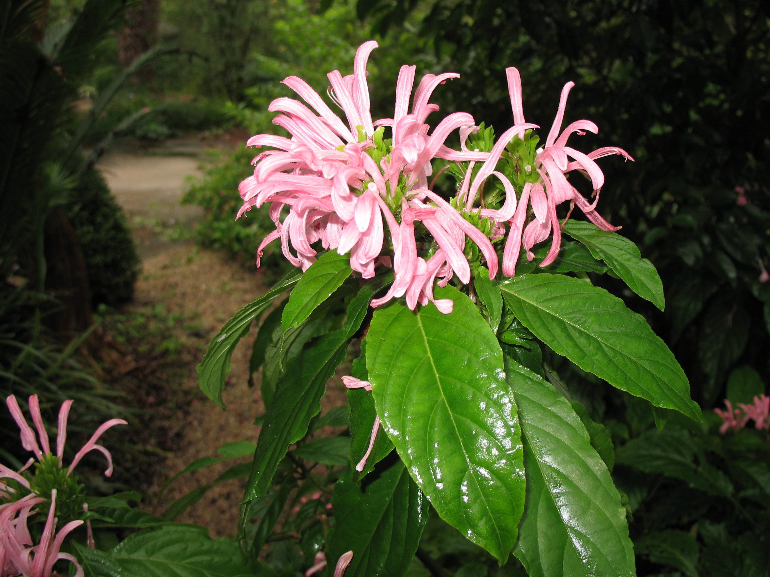 Online Plant Guide - Justicia carnea  Brazilian Plume Flower